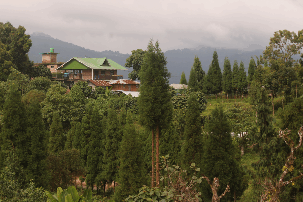 Views from the homestay